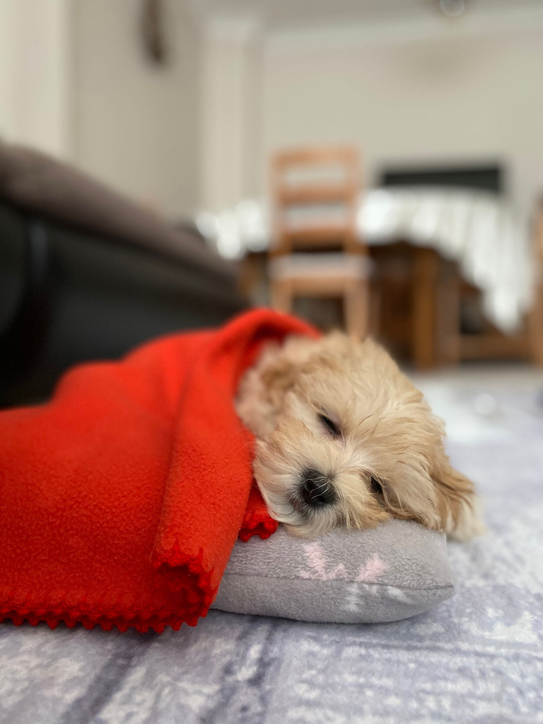 7 Simple Ways to Help Your Pet Feel Calmer at Home