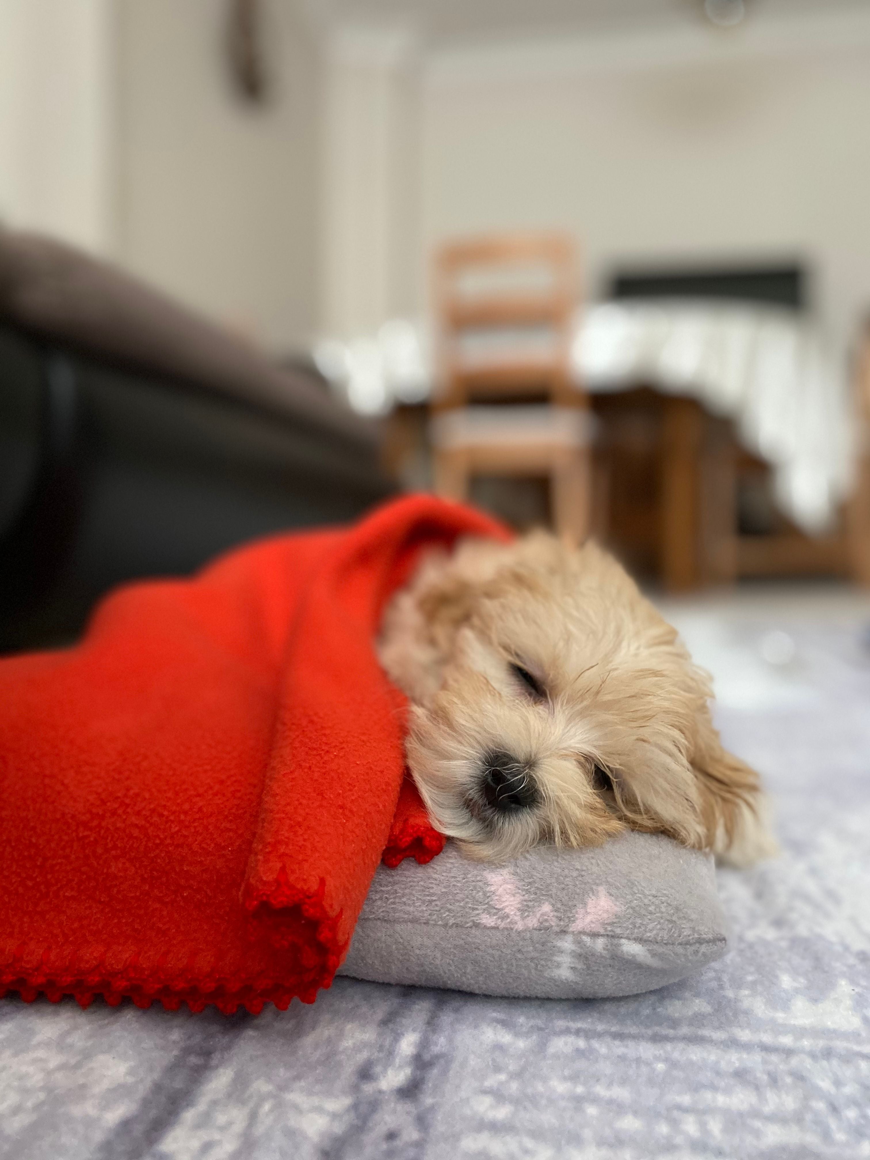 7 Simple Ways to Help Your Pet Feel Calmer at Home