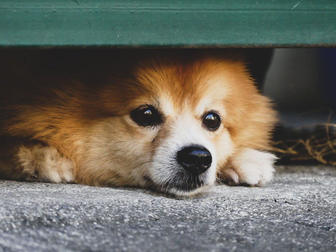 5 Signs Your Pet Is Anxious (And What Actually Helps)
