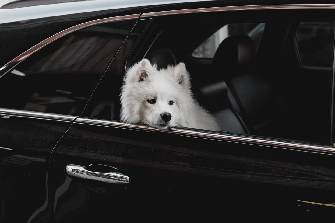 How to Make Car Rides Less Stressful for an Anxious Pet