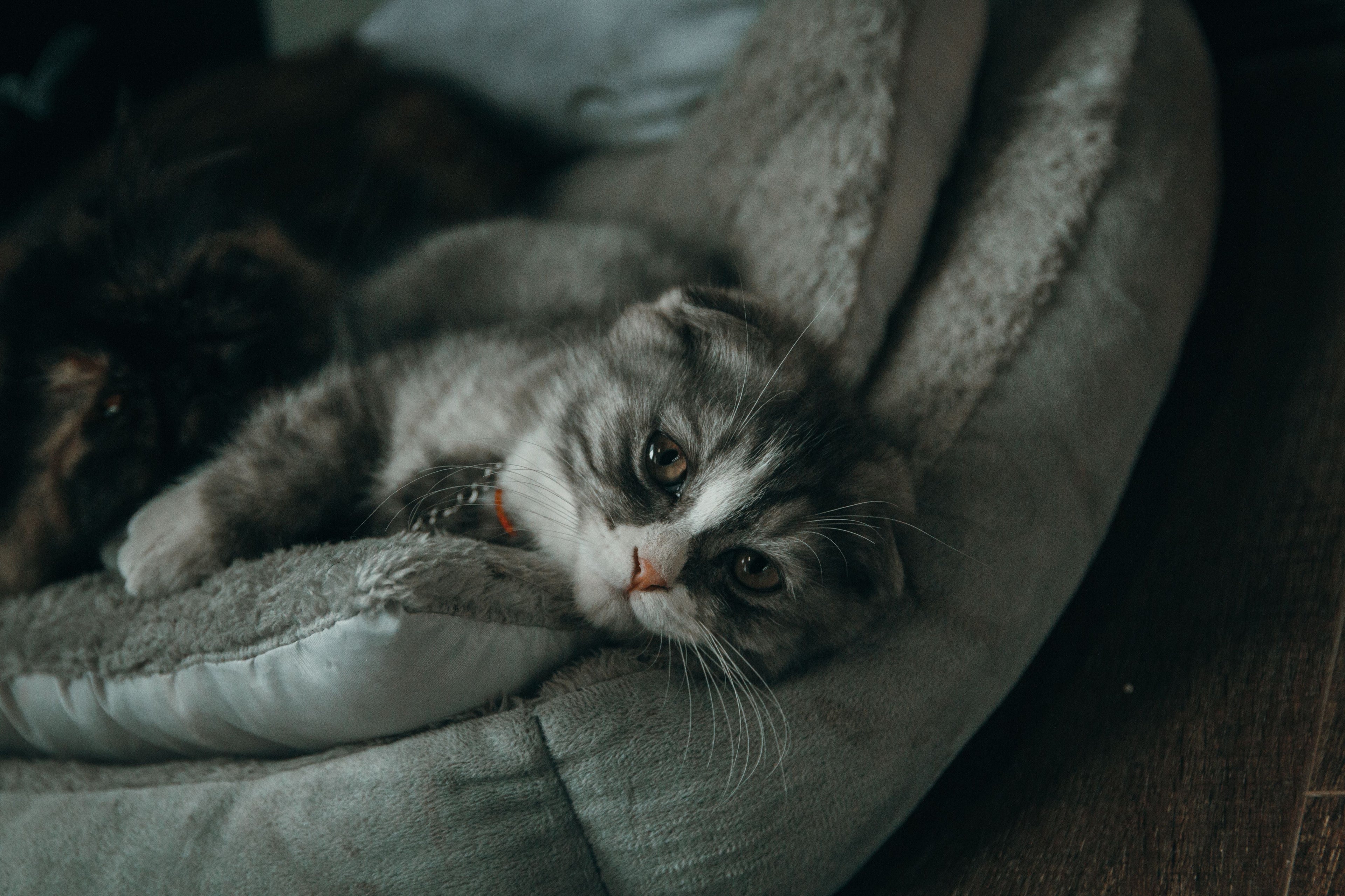 Everyday Comfort